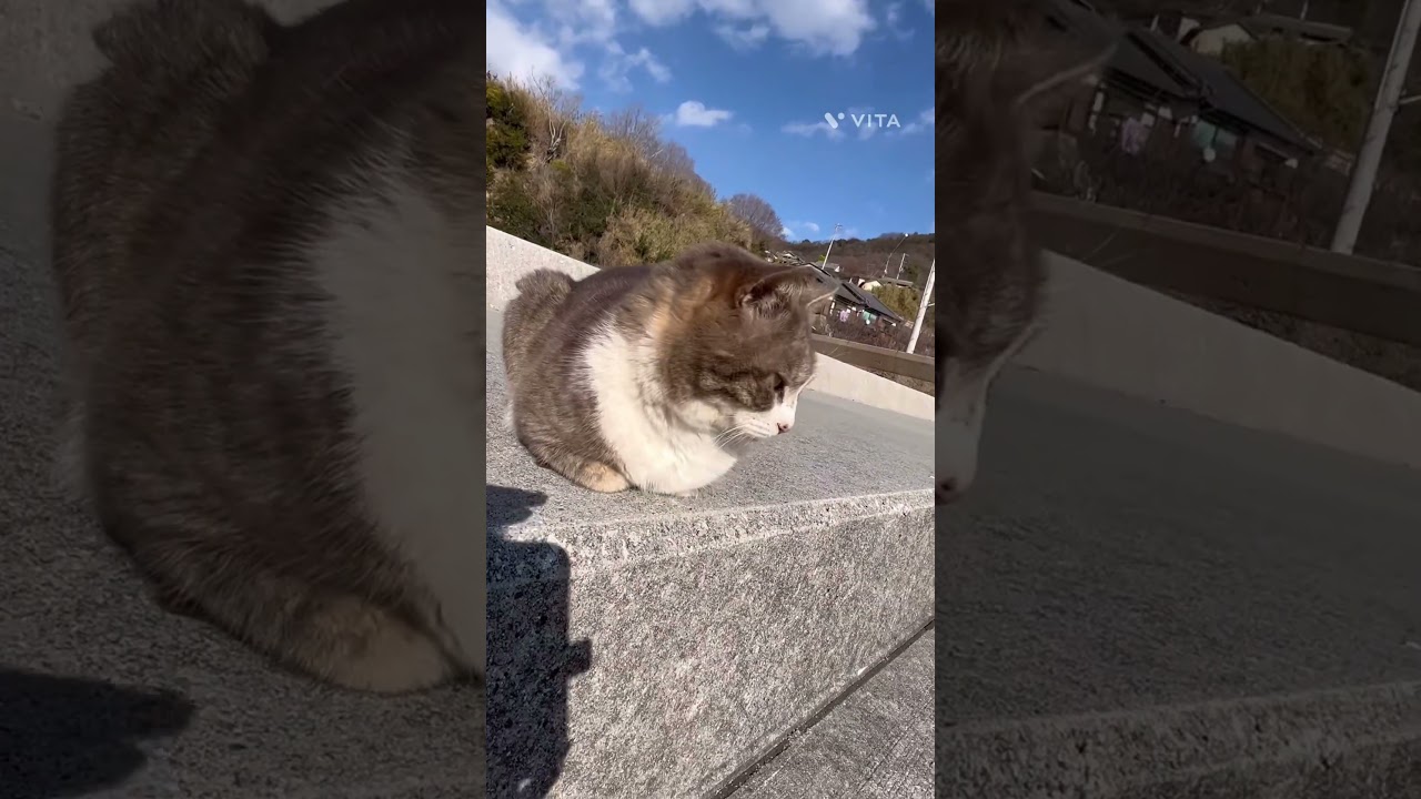 【男木島】の島猫　堤防でひなたぼっこする港のボス猫ゴマちゃんが可愛い　#Shorts