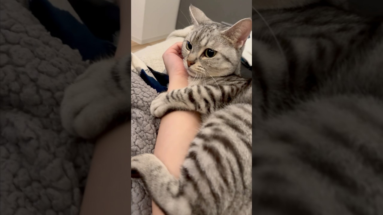 【猫動画】甘えん坊猫が夜な夜なやってくる!! #shorts