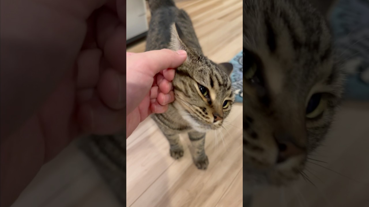 【猫動画】パパ帰宅で嬉しさ爆発する猫達が天使すぎる #shorts