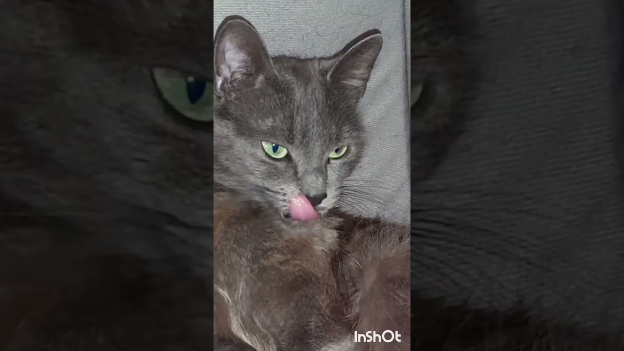 Russian Blue cats purrfect pet #cat #animals #ロシアンブルー #ペット #猫 #adoptdontshop #catlover #cute #pets