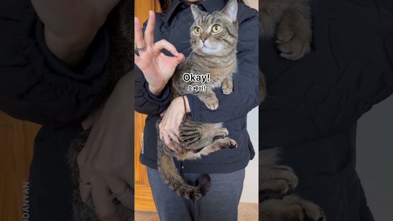 Meowmy's face is revealed #shorts