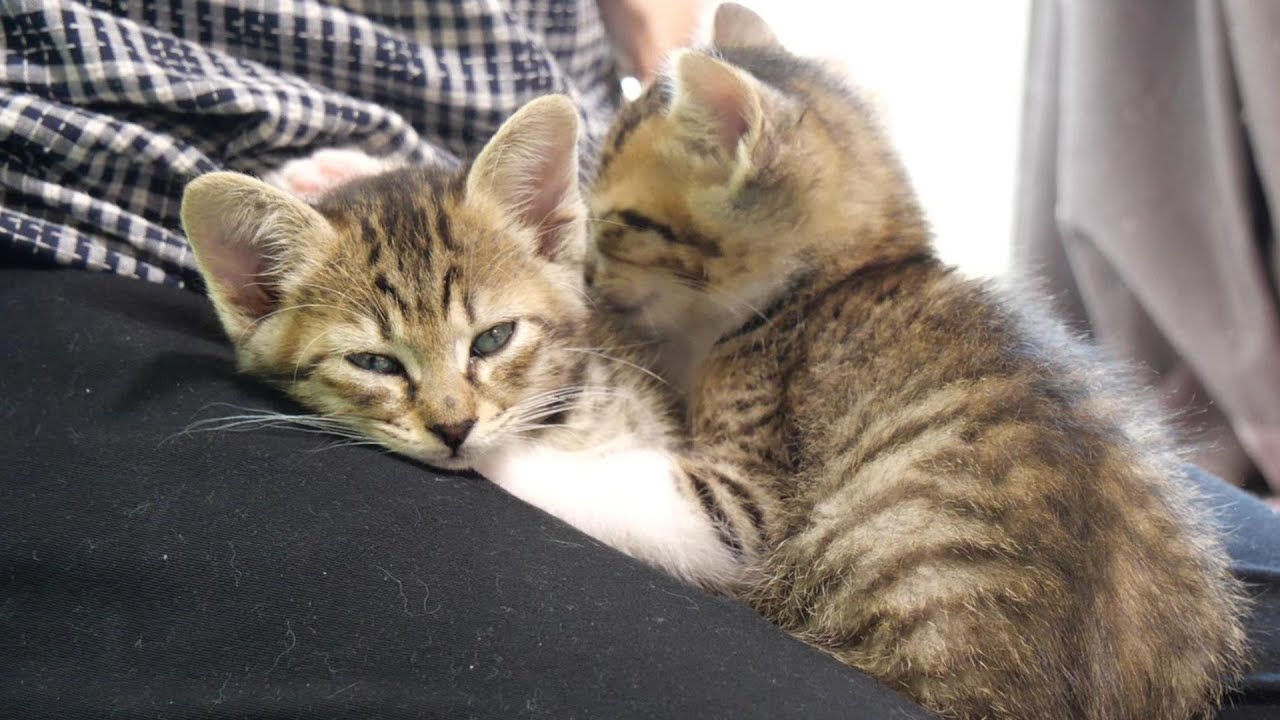 仲良くしていた子猫達がなんでこんなことになっちゃうの？【赤ちゃん猫　保護猫】