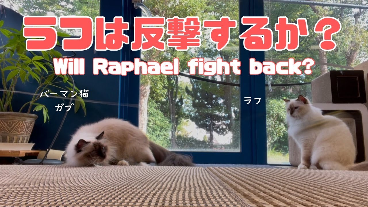 バーマン猫ラフとガブ【ラフは反撃するか？】Will Raphael fight back?（バーマン猫）Birman/Cat