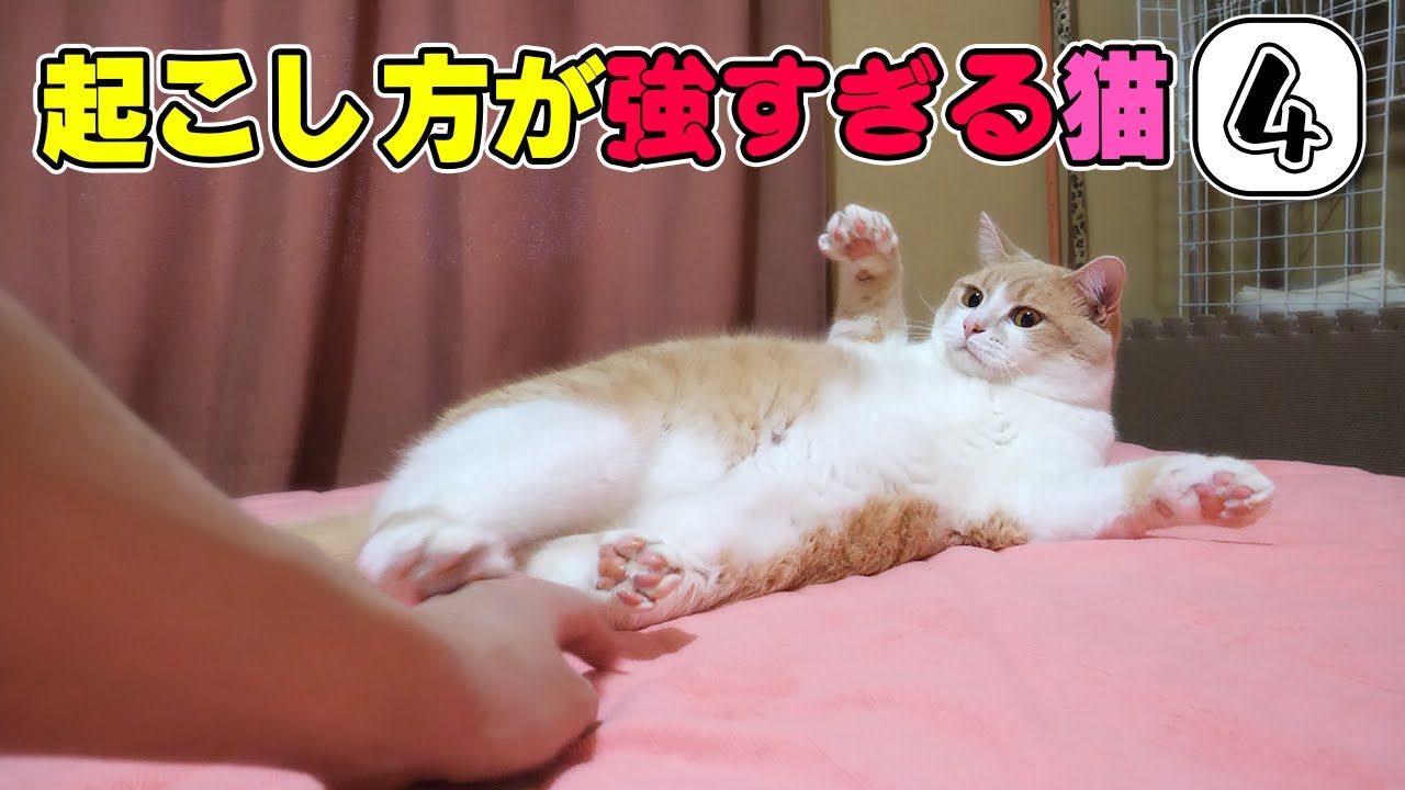 起こし方が強すぎる猫４