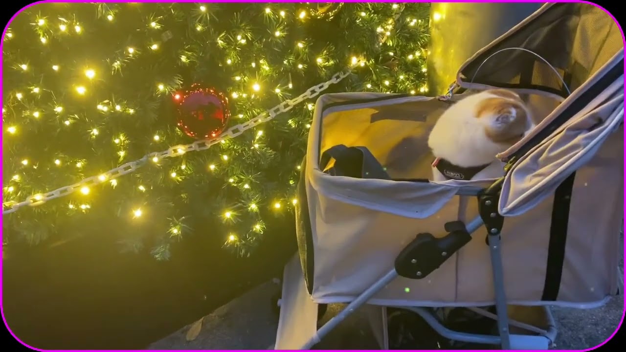 今日も､クリスマス🌲イルミネーションを、見に行った､スコティッシュねこのマリオ君❤️