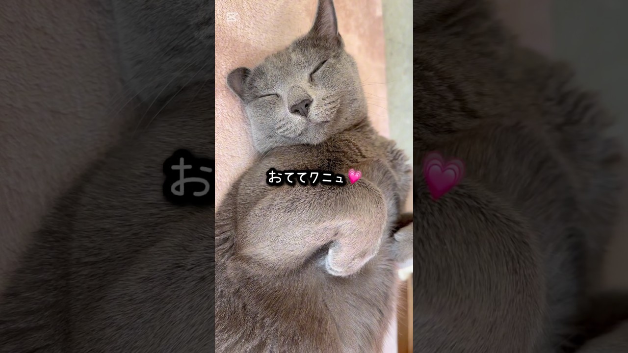 【ロシアンブルー】めろん〜気持ち良さそうにゴロン🤗【猫】#shorts