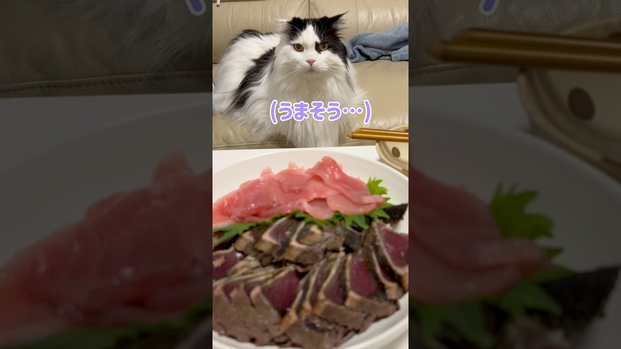 【爆食】ごちそうにありついてうまうまが止まらないおトノ様♪ #shorts #cat #スコティッシュフォールド #ハチワレ #猫のいる暮らし #猫動画 #catvideos
