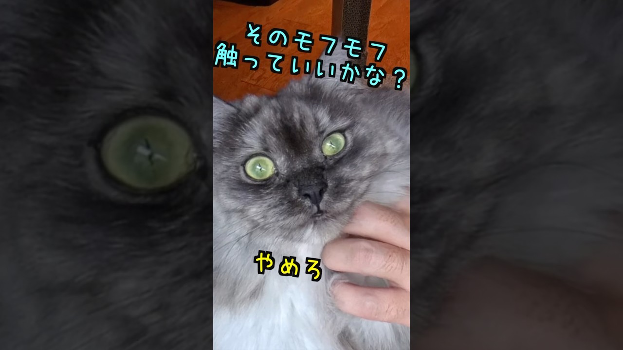 【にゃんにゃんにゃん】猫と人間、何言ってるのかわからなくても大切に想ってるぜ！この曲が結局一番カワイイ #コレサワ #猫  #siberian #猫のいる暮らし #猫好きさんと繋がりたい