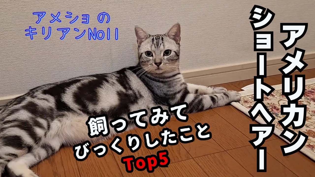 「アメリカンショートヘアー」を飼ってみてびっくりした事　Top5」アメショ・キリアンの成長記No11
