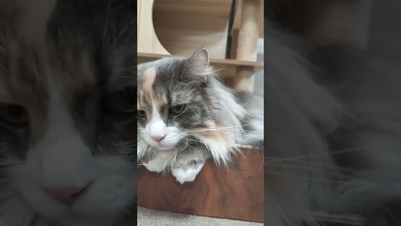 猫キョロキョロ　#shorts #サイベリアン #猫のいる暮らし #cat