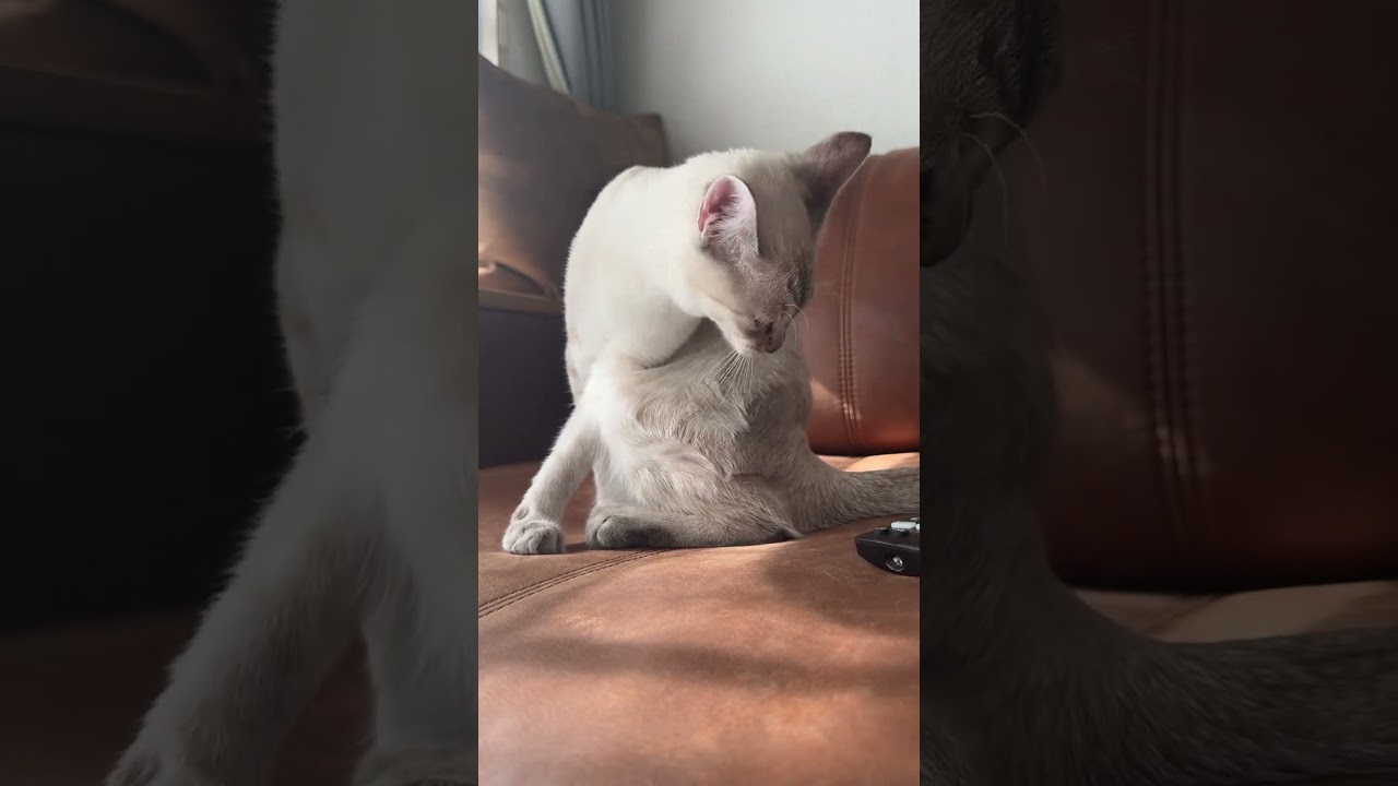 手の角度よ！笑　#元保護猫　#シャムトラ　#シャムミックス　#cat #猫耳 #kitten #シャムmix  #子猫 #猫耳