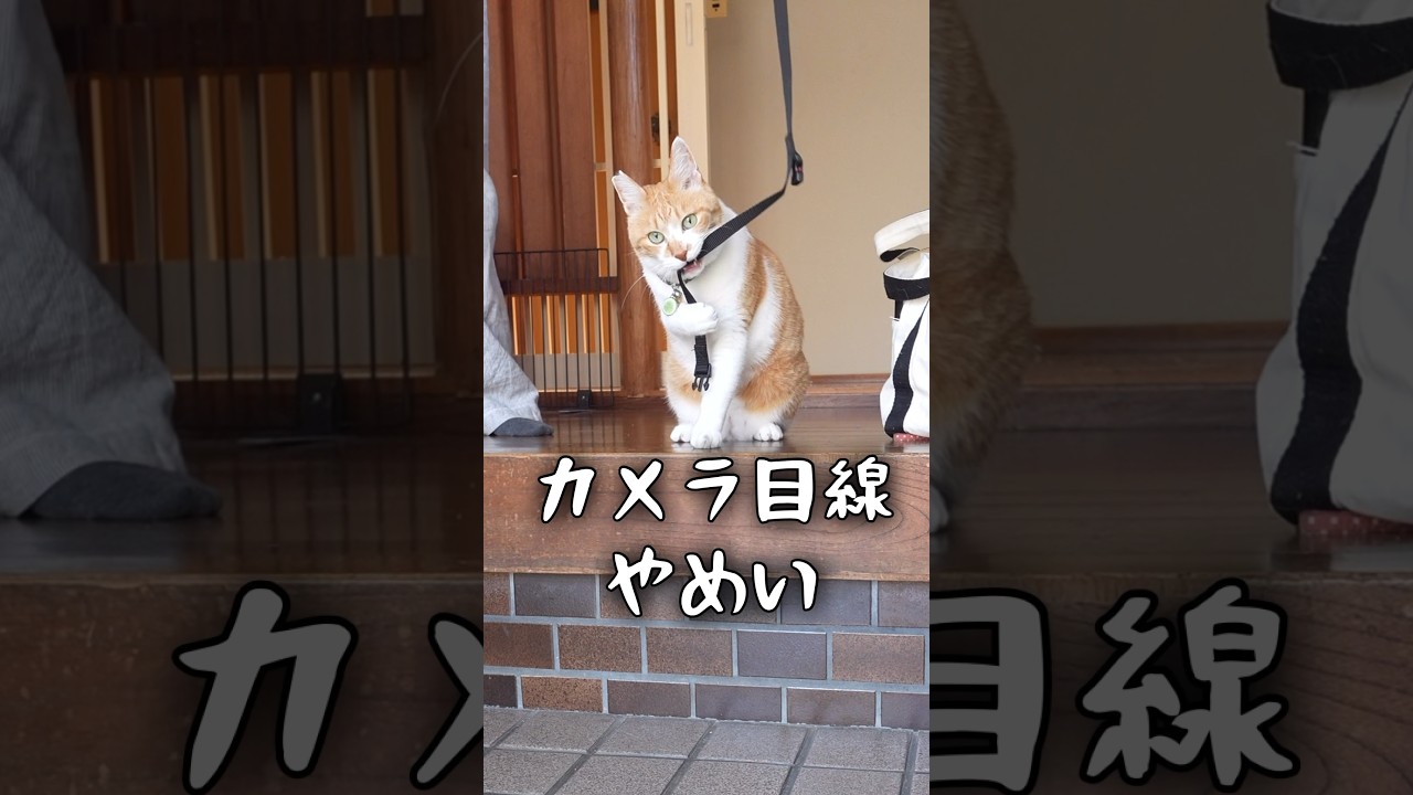 自分のペースで事が運ばなくてイラつく猫がこちら #元野良猫チャチャ #ネコ #ねこ