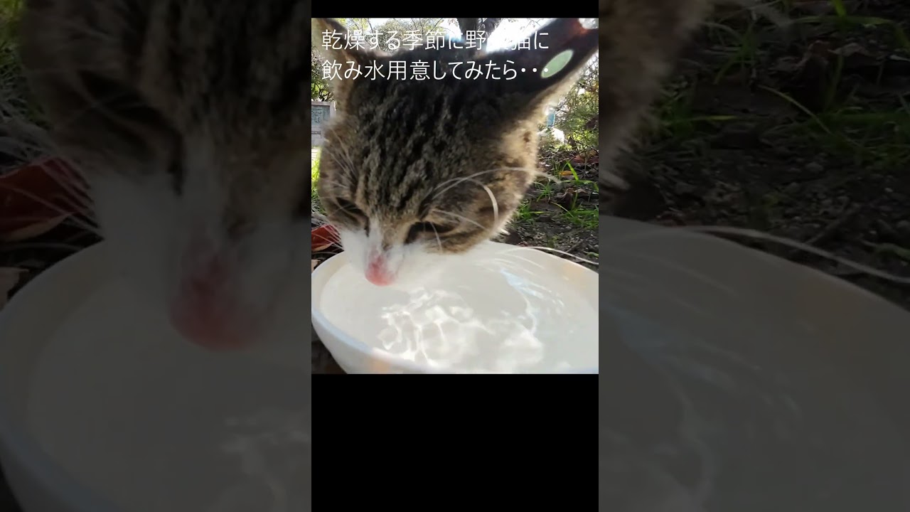 乾燥する季節に野良猫に飲み水用意したら・・・　＃shorts　＃野良猫