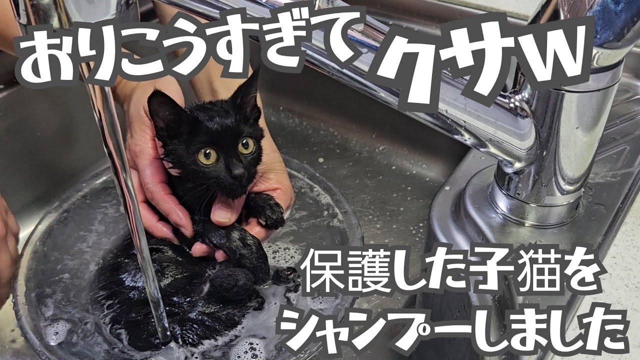 【保護猫】初めてお風呂に入った子猫の反応が 癒しすぎたので皆に見てもらいたいです！