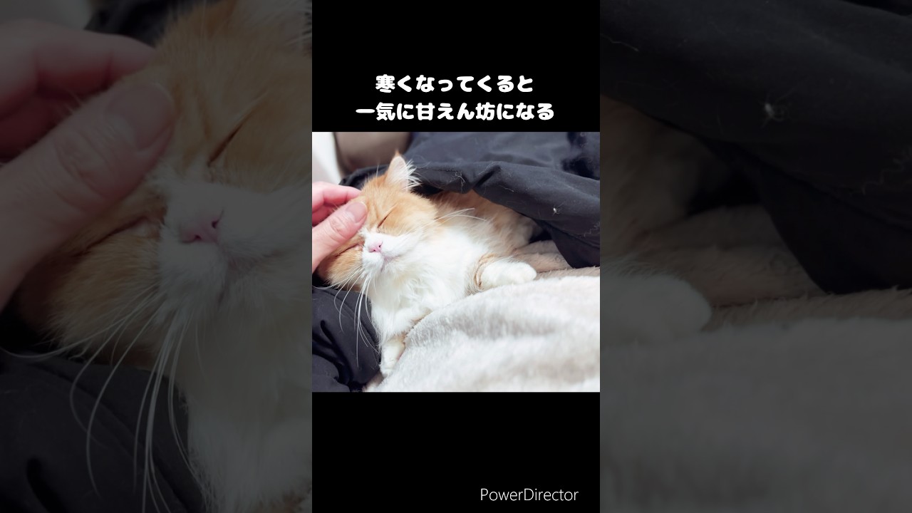 暖か大好きなミヌエット #cat #shorts