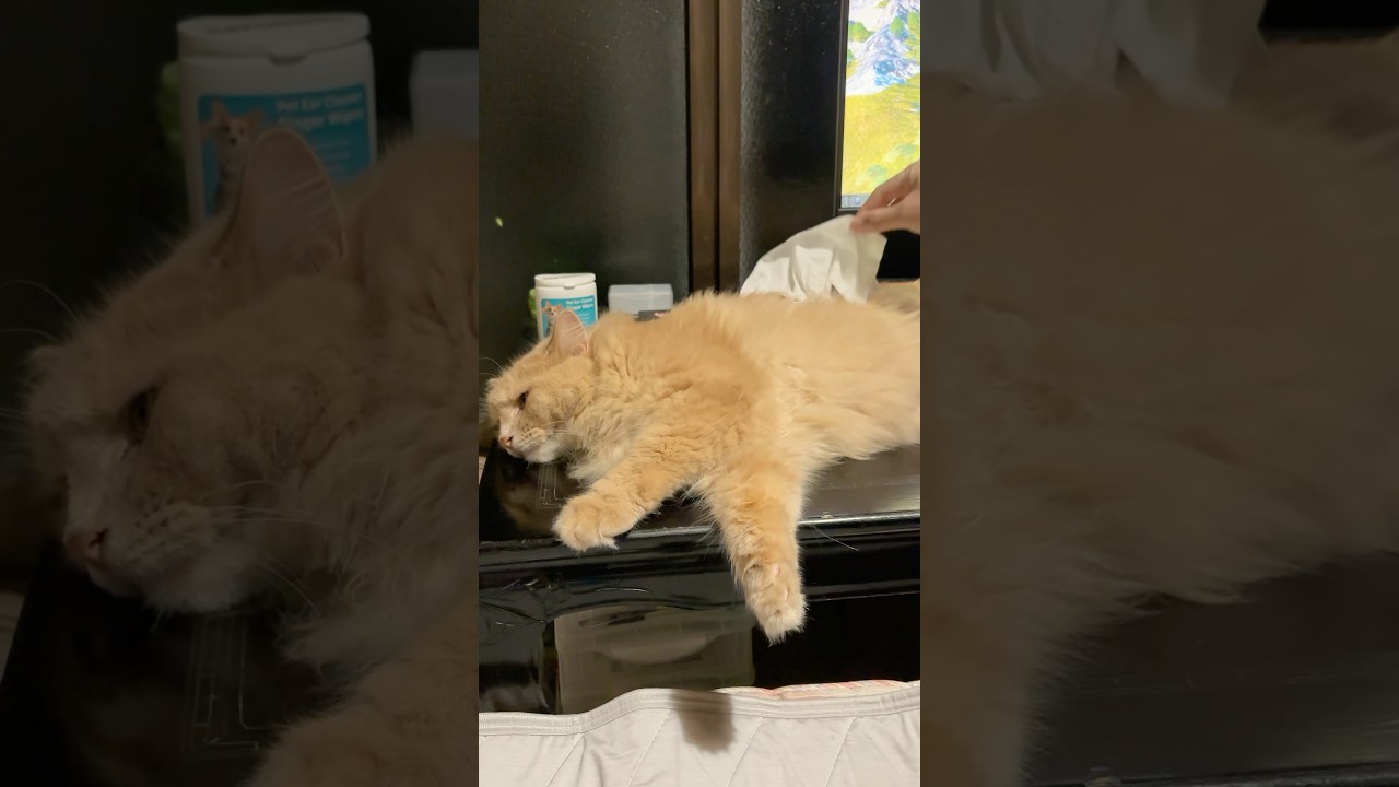実は猫でも人間でもなく...【サイベリアン・ずんだ】 #shorts #サイベリアン #猫 #ティッシュ