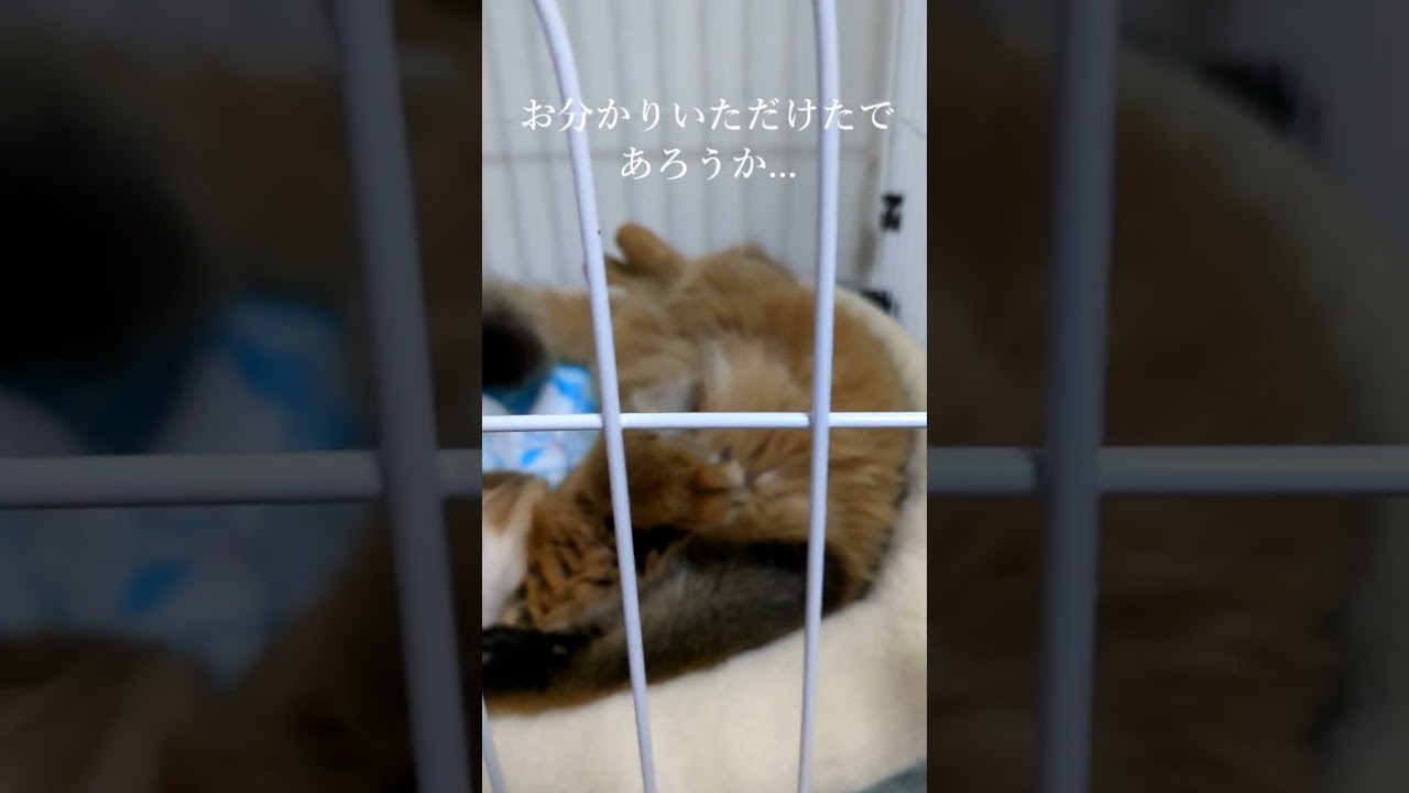 サスペンス🐱#suspense#猫 #cat #고양이 #cat #ソマリ