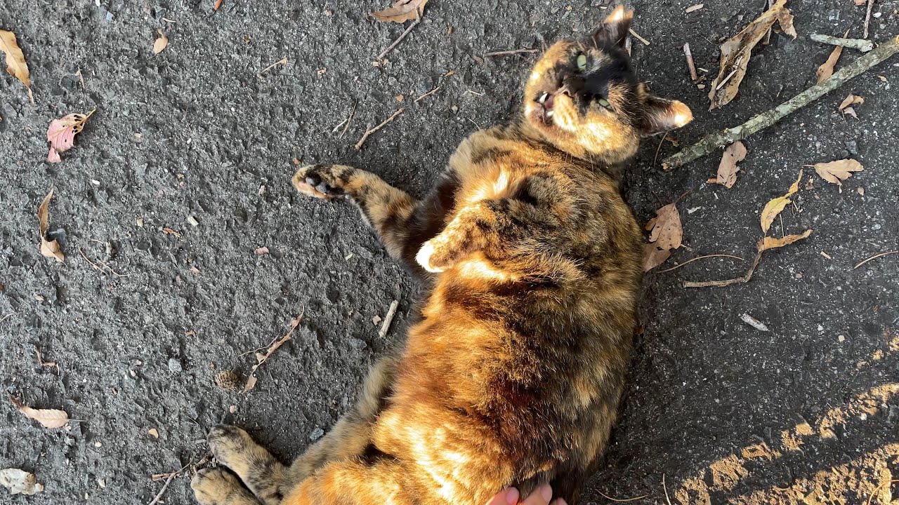 トコトコやって来たサビ猫ちゃんがコテンと転がってモフリ要求する
