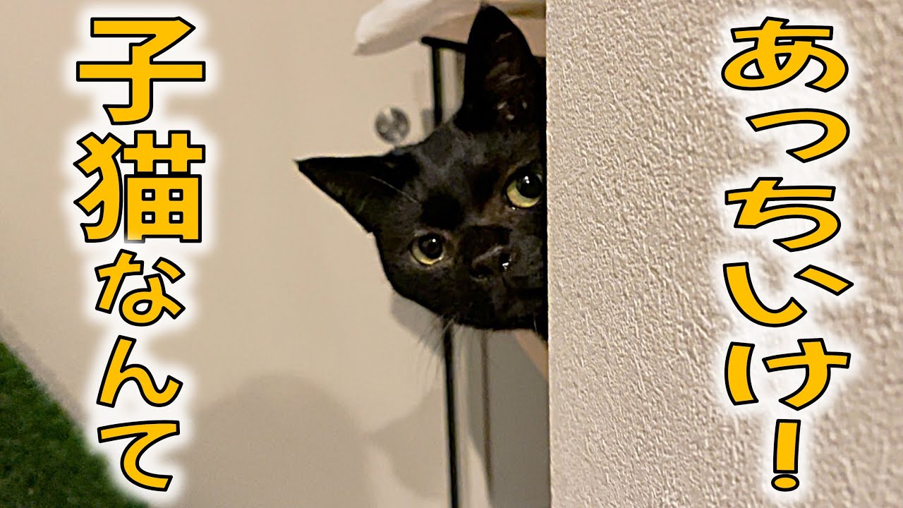 【怒る猫】子猫に追いやられる先住黒猫みっく