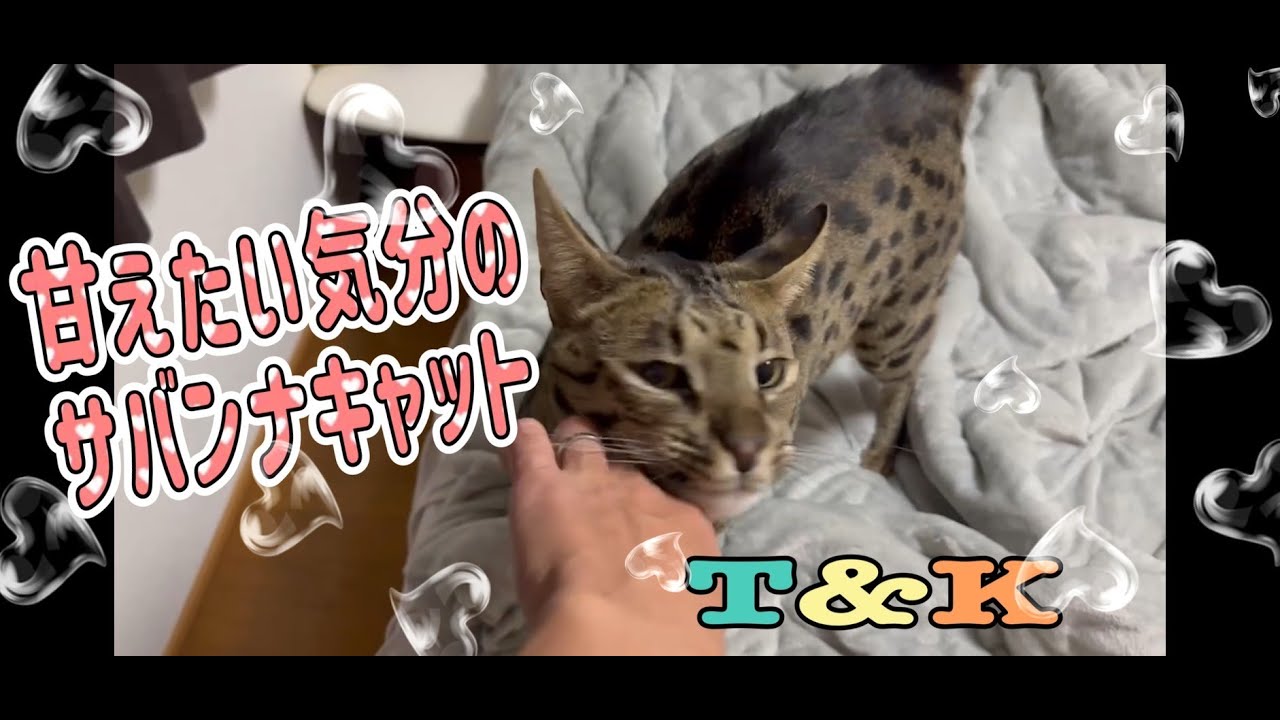 甘えたい気分のサバンナキャット　興奮状態はタヌキみたいな尻尾