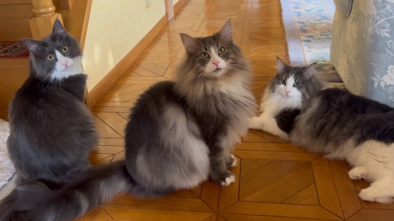 【おはよう☀️】もふ猫たちのほのぼのすぎる朝の日常‼︎‼︎ノルウェージャンフォレストキャットとターキッシュアンゴラ