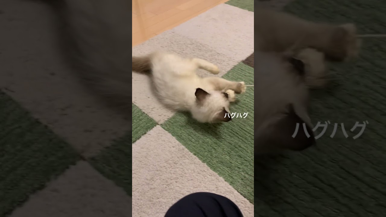 子猫が紐付きおもちゃで遊ぶ様子_ラグドール[Ragdoll]　#shorts #猫　#かわいい