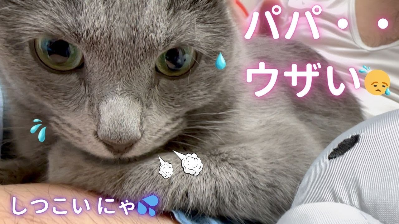 【猫ロシアンブルー】そらちゃん・・・ウザいパパに呆れる💦