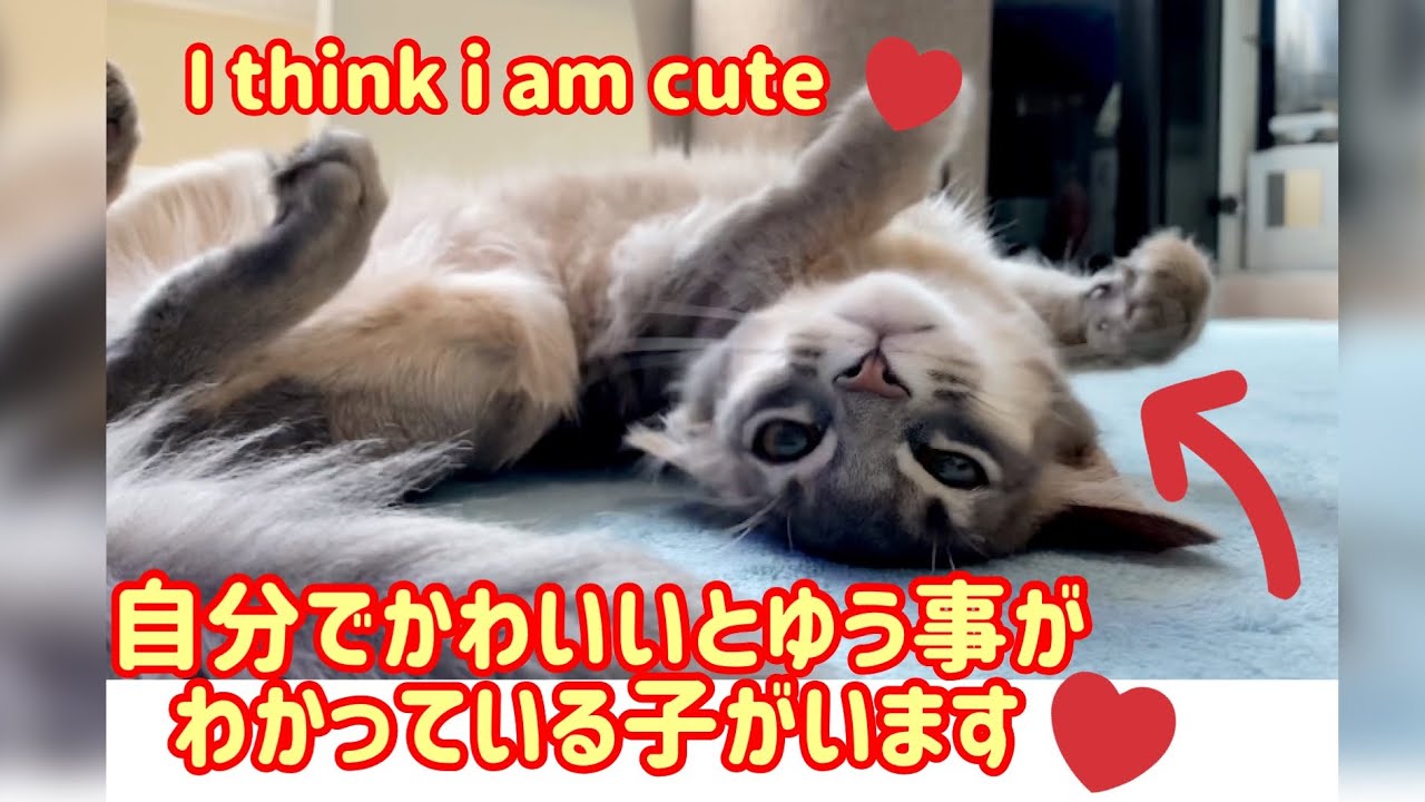 【子猫】ソマリの子猫ルカは何をしてもかわいいと言われる事がわかっているようです【可愛い、癒し】