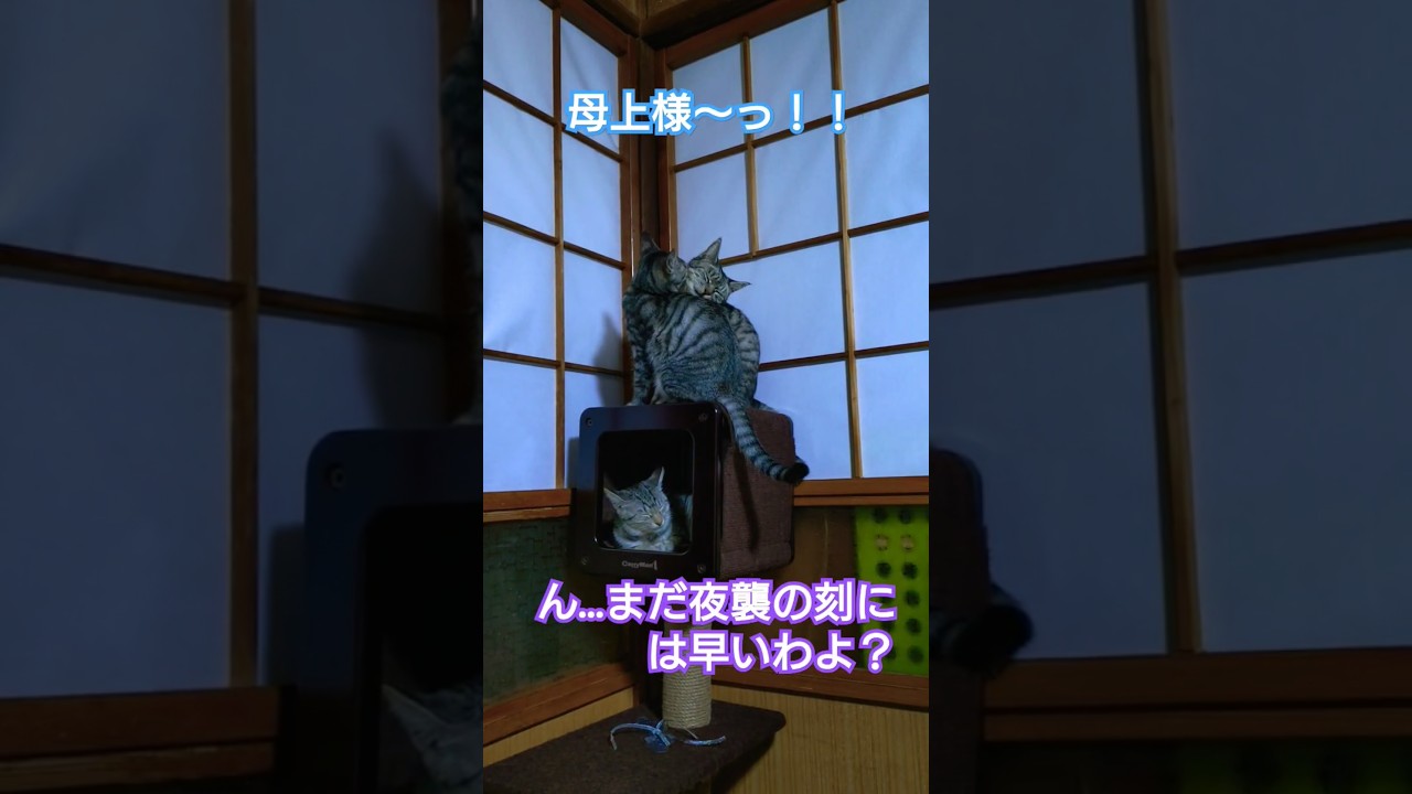 日付変わる手前に起き夜襲の段取りするスフィンクス軍（スフィンクス、吹雪、ウタ）#保護猫 #スフィンクス#仔猫#仔猫のいる暮らし