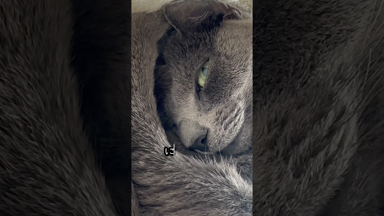 【ロシアンブルー】めろん〜アンモニャイトでお昼寝中🤭【猫】#shorts