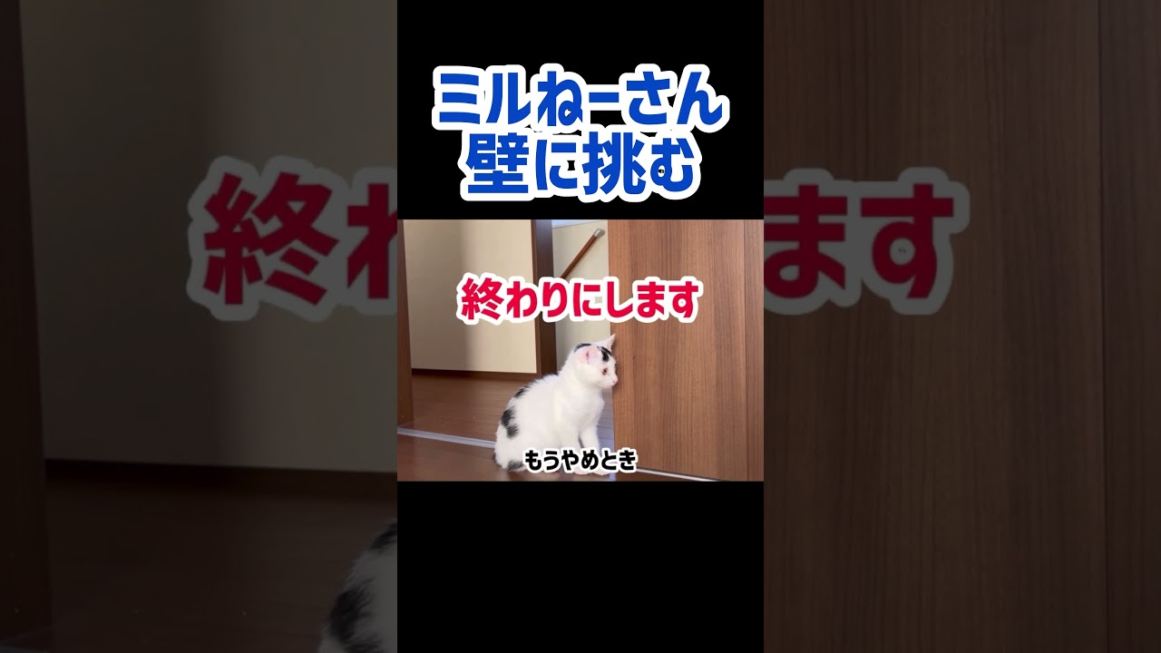 壁に果敢に挑む猫。