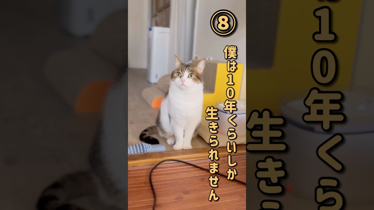僕と約束してください😼😭　#ねこ #ねこ動画 #猫のいる暮らし #僕とあなたの10の約束 #猫と生きる