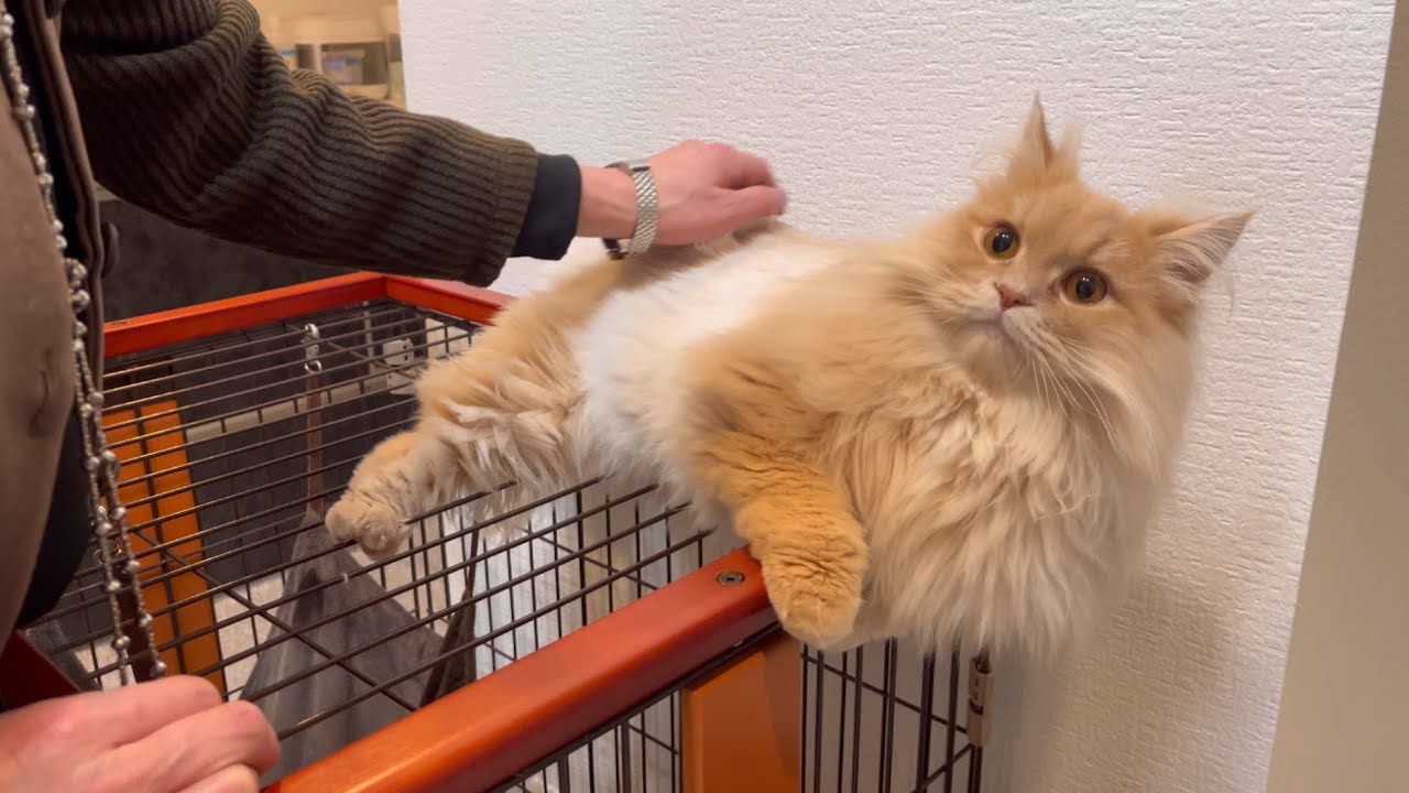 初めて会った人に撫でられた猫の反応がこちらです