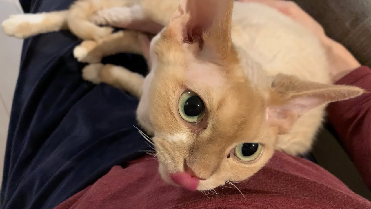 私の膝上でチュパチュパする甘えん坊のデボンレックス兄です(Devon Rex cat is such a baby)