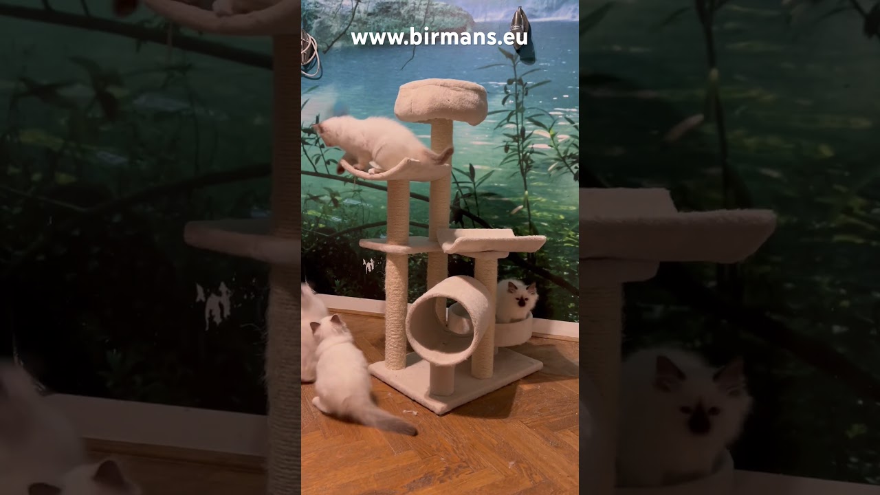 Litter C 5 and D 5 www.birmans.eu