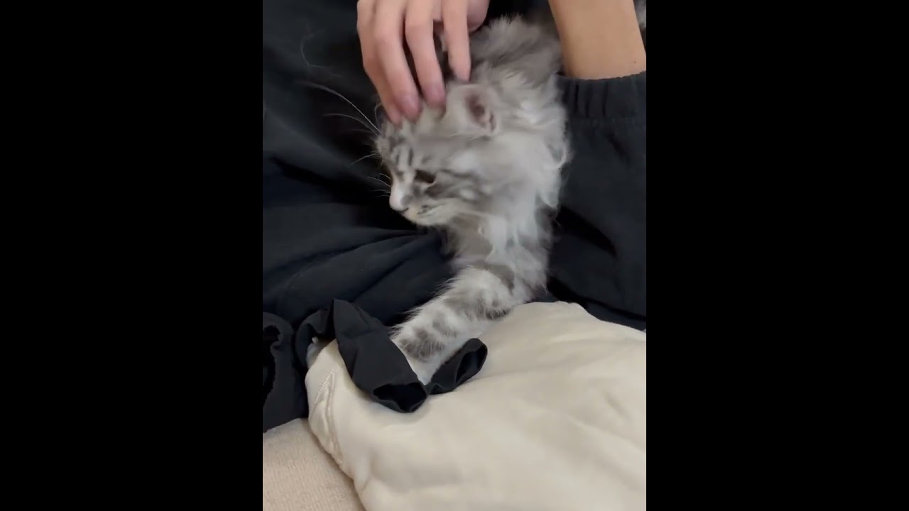 10日ぶりの再会🥰#メインクーン#cat #mainecoon