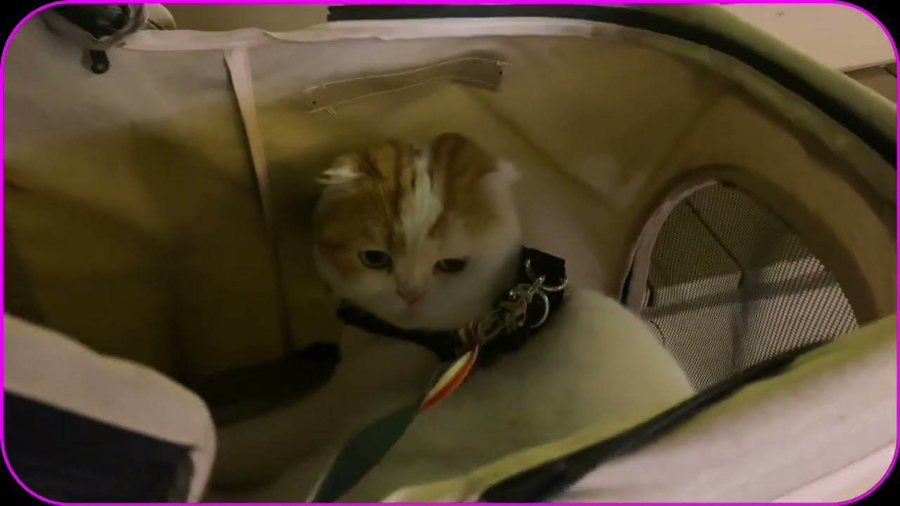 イルミネーション大好き💕スコティッシュねこのマリオ君❤️