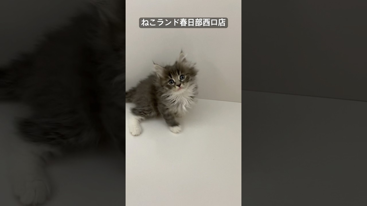 【子猫販売】#サイベリアン #ねこ #ブリーダー #ねこランド #春日部