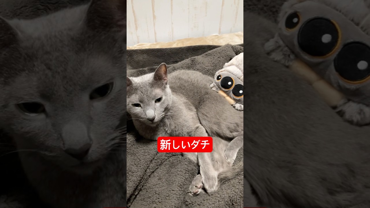 色がお揃い猫#ロシアンブルー #猫