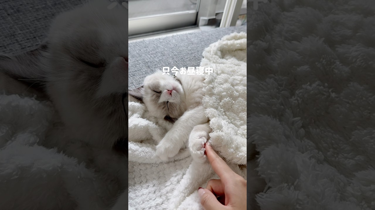 やりたい放題#ラグドール#ラグドール子猫#ブルーポイントバイカラー#子猫#猫#猫のいる暮らし#猫のいる生活#ragdoll#cat#kitty#kitten#ねこのいる生活