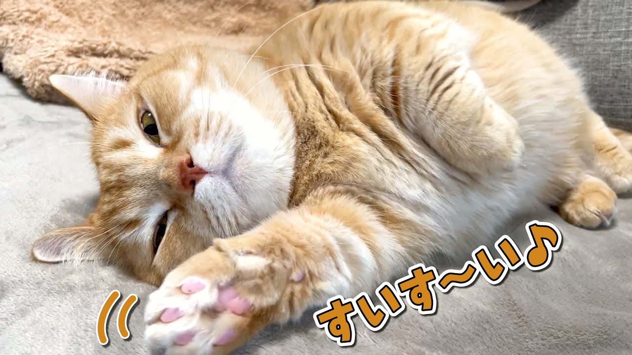 寒がりの愛猫のためにホットシートを敷いたら泳ぎ始めました！w
