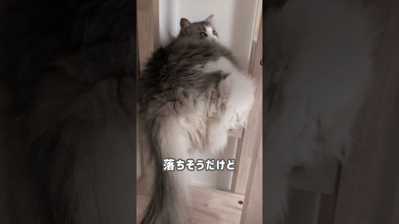 足をひっかけてでもここにいたい猫【ノルウェージャンフォレストキャット】＃Shorts