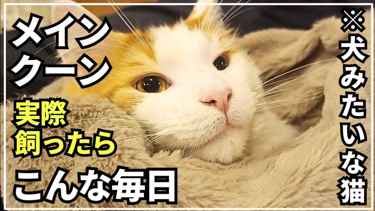 寒さに強い猫メインクーン