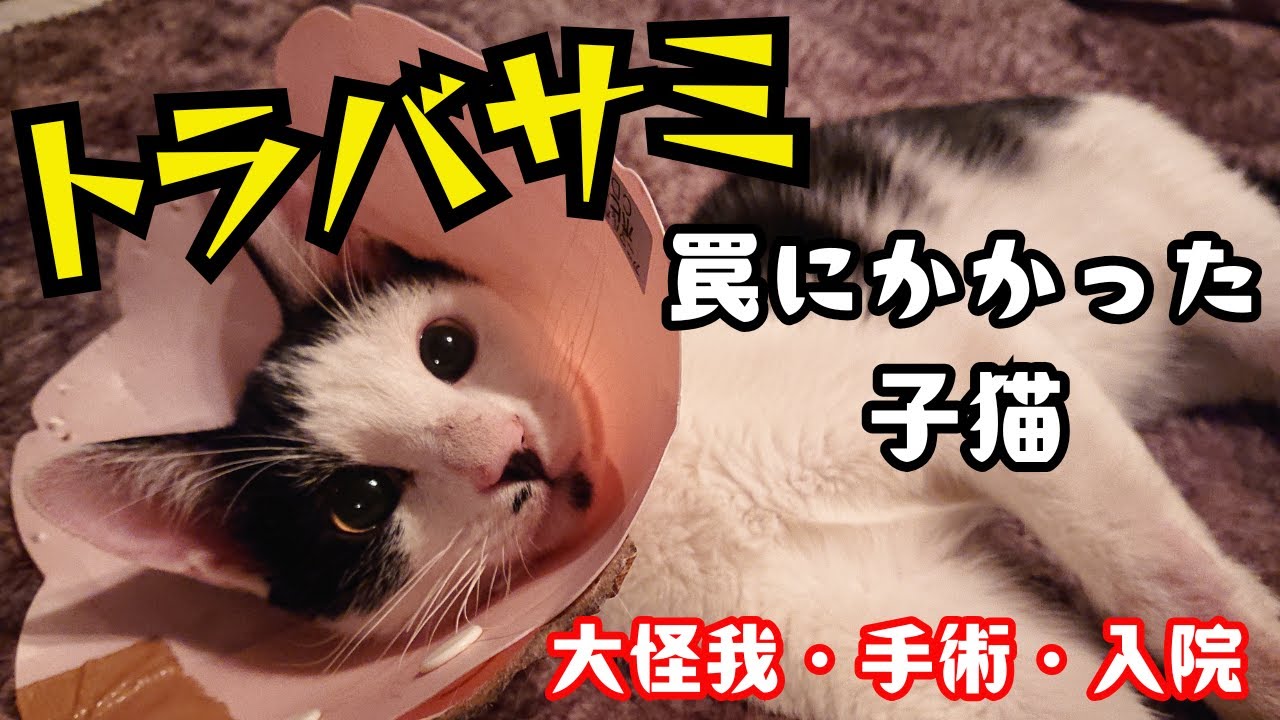 トラバサミにかかってしまった子猫