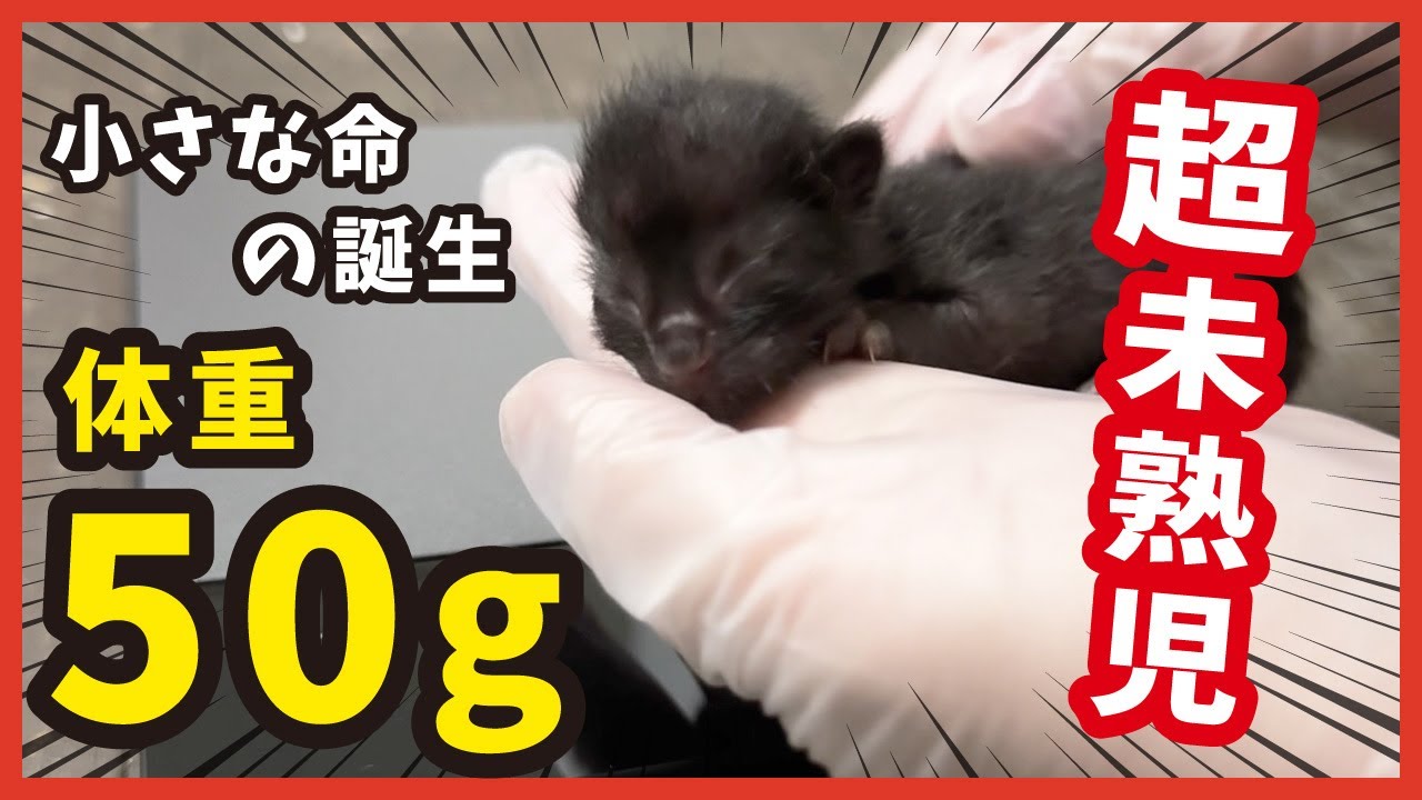 【生まれた子猫は超未熟児】小さな命の誕生。多頭飼育崩壊から掴む幸せ。