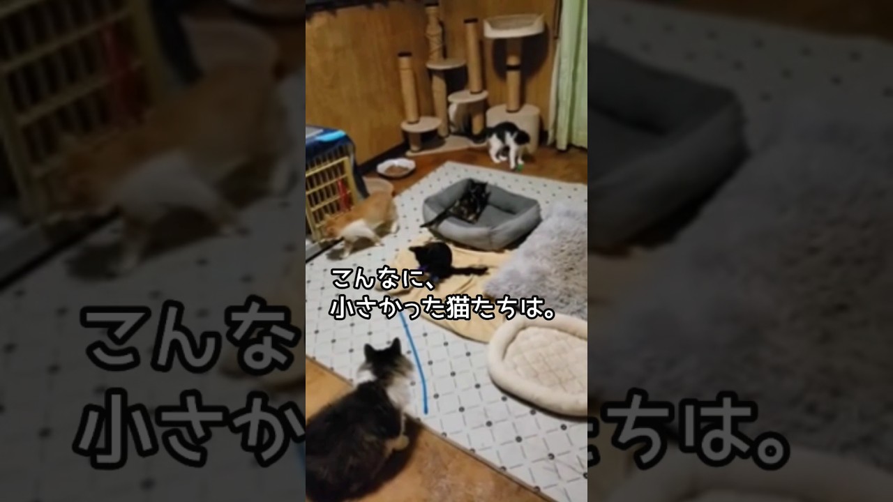 ４匹の子猫の成長#shorts #保護猫