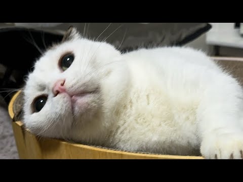 猫マンチカンかいちゃん夜の癒しミュートライブ配信中！#ライブ配信 #live