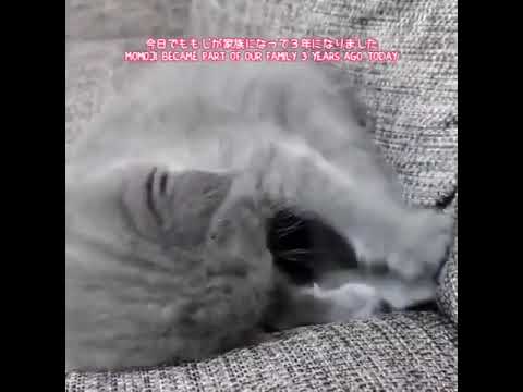 ももじ祝３年 3 years anniversary #スコティッシュフォールド #cat #cats #ネコ #猫 #ねこ #ねこのいる生活 #short #shorts