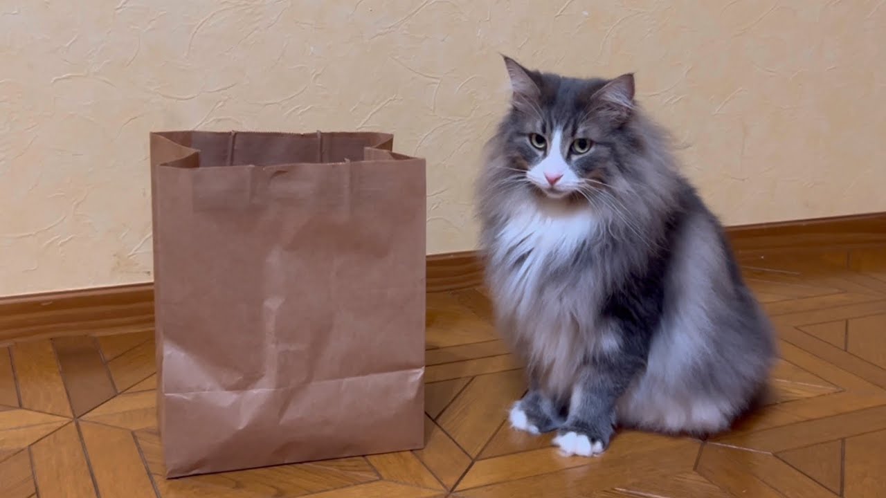 【かわいい♡】紙袋に引きこもるのは誰にゃ！？ノルウェージャンフォレストキャットとターキッシュアンゴラ