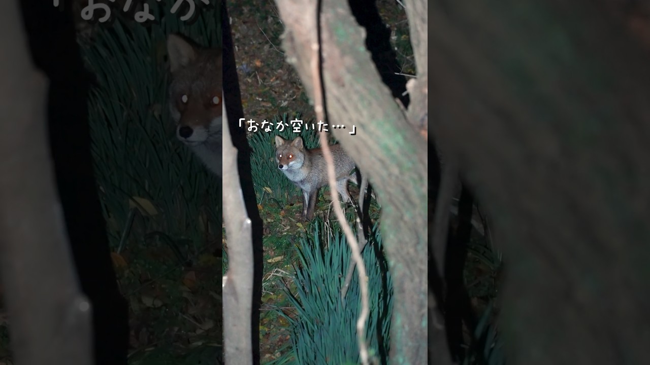 公園に捨てられた猫とキツネの緊張の瞬間